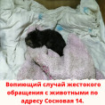 Вопиющий случай жестокого обращения с животными по адресу ул. Сосновая д.14